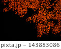 黒バックに映える紅葉 143883086