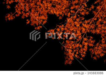 黒バックに映える紅葉 143883086