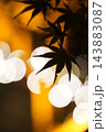 光に照らされた紅葉 143883087
