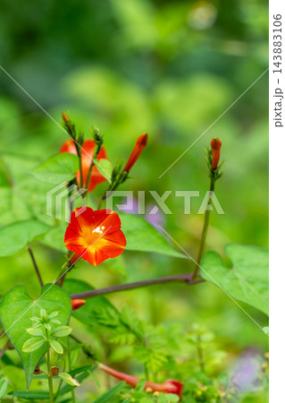 草に絡みついているマルバルコウの赤い花 143883106