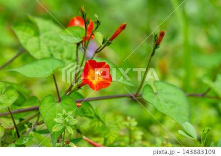 草に絡みついているマルバルコウの赤い花 草に絡みついているマルバルコウの赤い花 143883109