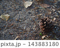 地面に落ちた松ぼっくり 143883180