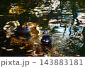 紅葉の池で泳ぐ鴨のつがい 143883181