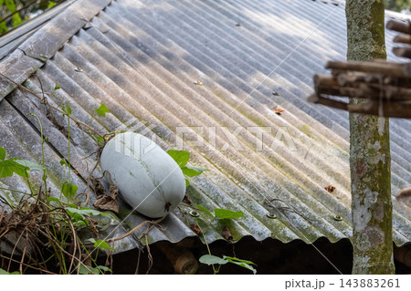 Mature ash gourd vegetable growing on a corrugated tin roof top. Organic Benincasa hispida wax gourd growing in rural village home setup. Mature ash gourd vegetable growing on a corrugated tin roof top. Organic Benincasa hispida wax gourd growing in rural village home setup. 143883261