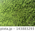 鮮やかな緑の針葉樹の葉 143883293