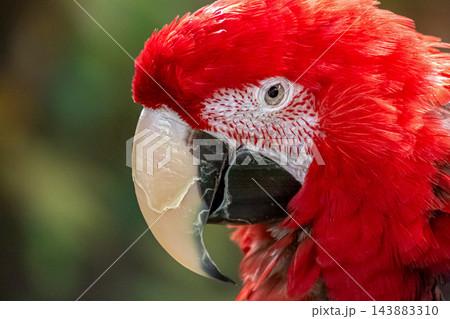 ベニコンゴウインコの顔立ち【インコ科】 143883310