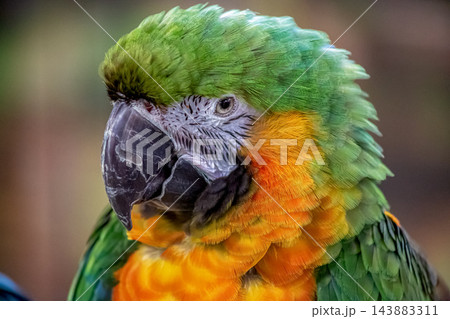ハルクインコンゴウインコの顔立ち 143883311