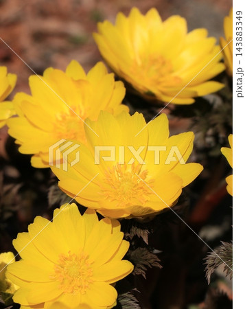 フクジュソウの花 143883349