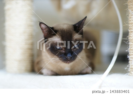 見つめる猫 見つめる猫 143883401