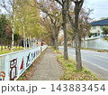 白樺と落葉樹が並ぶ秋の歩道とイラスト入りの白いフェンス 143883454