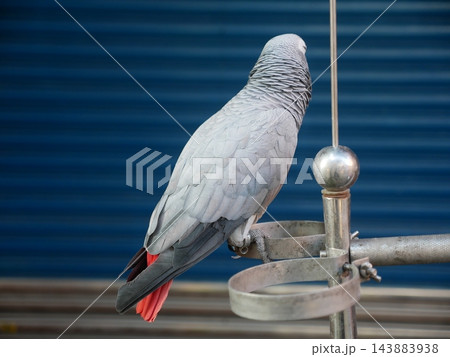 鳥 動物 動物学 143883938