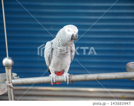 鳥 動物 動物学 143883947