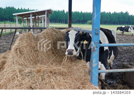 栃木県 牧場 ホルスタイン 干し草を食べる乳牛 143884103