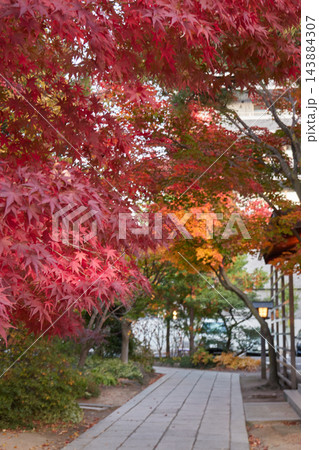 四柱神社 真っ赤なモミジ 紅葉 参道 長野県松本市 143884307