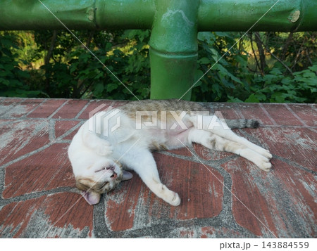 猫 ねこ ネコ 143884559