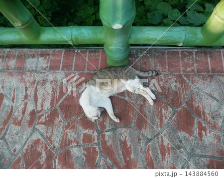 猫 ねこ ネコ 143884560