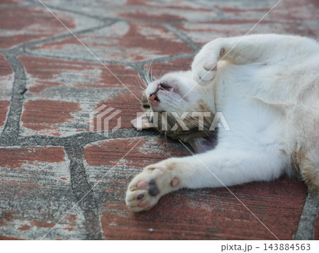 猫 ねこ ネコ 143884563