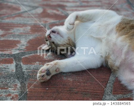猫 ねこ ネコ 143884565