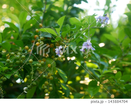 デュランタ ハリマツリ 植物 143884704