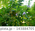デュランタ ハリマツリ 植物 143884705