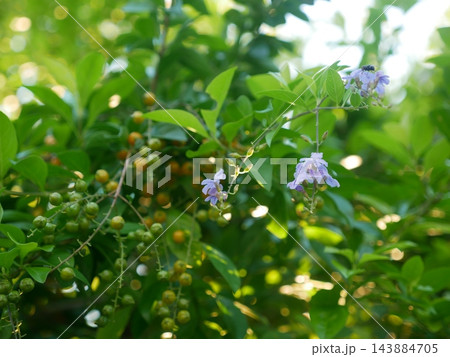 デュランタ ハリマツリ 植物 143884705