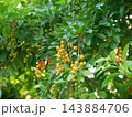 デュランタ ハリマツリ 植物 143884706