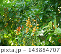 デュランタ ハリマツリ 植物 143884707