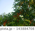 デュランタ ハリマツリ 植物 143884708