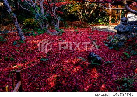 紅葉の絨毯 紅葉の絨毯 143884840
