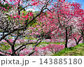 長野県阿智村　花桃の里 143885180