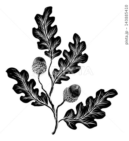 Oak Leaves Acorns Branch Vintage Engraving Style 143885410