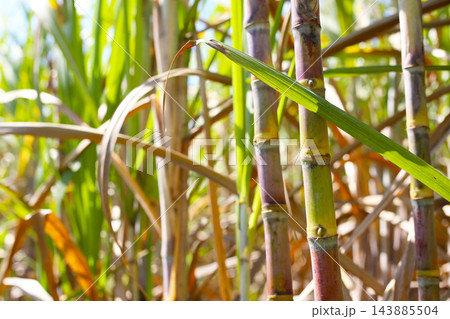 Sugarcane stalks growing in an agricultural farm Sugarcane stalks growing in an agricultural farm 143885504