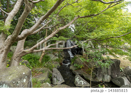 葉山しおさい公園の秋 葉山しおさい公園の秋 143885815