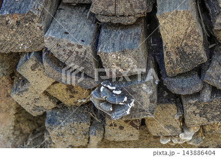 Stacked Weathered Wooden Logs with Bracket Fungi Growing on the Surface Stacked Weathered Wooden Logs with Bracket Fungi Growing on the Surface 143886404