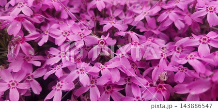 一面に咲くピンク色の芝桜 143886547