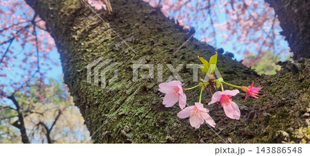 苔むした桜の幹から咲く淡い桜の花 143886548