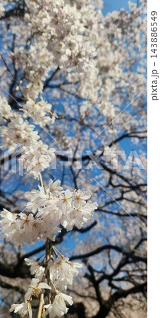 青空を背景に咲く白い桜の花　春の風景 143886549