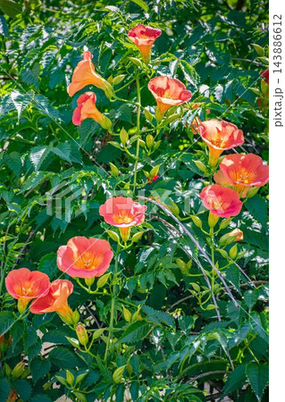 ノウゼンカズラの花 143886612