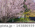 満開の東海桜(名古屋市東区) 満開の東海桜(名古屋市東区) 143886939
