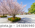 満開の東海桜(名古屋市東区) 満開の東海桜(名古屋市東区) 143886940