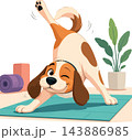 Dog doing yoga stretching on mat in studio 143886985