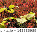 紅葉した葉 143886989