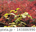 紅葉と木の実 143886990