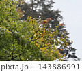 紅葉のはじまり 143886991