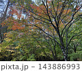 紅葉したモミジ 143886993