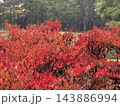紅葉 143886994