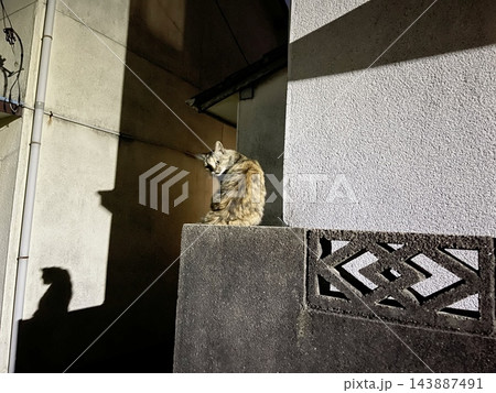 塀の上で振り返るサビ猫と壁に映る影 塀の上で振り返るサビ猫と壁に映る影 143887491