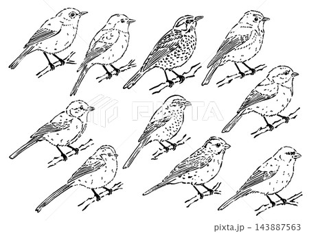 墨筆線画の日本の冬鳥10種セット 143887563