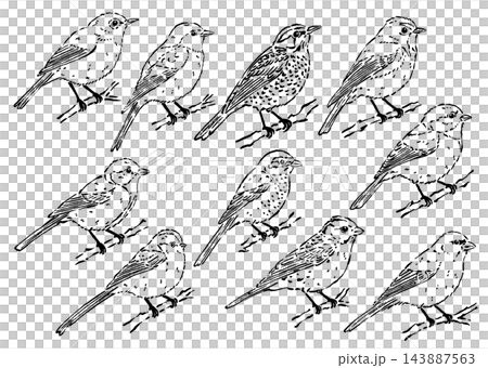 墨筆線画の日本の冬鳥10種セット 143887563
