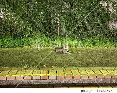 緑の植え込みの前で休むキジトラ猫 緑の植え込みの前で休むキジトラ猫 143887571